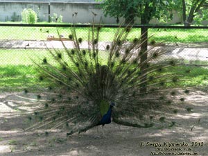 Херсонская область. Аскания-Нова. Фото. В зоопарке. Обыкновенный павлин, или индийский павлин (Pavo cristatus).
