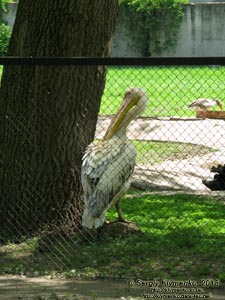 Херсонская область. Аскания-Нова. Фото. В зоопарке. Розовый пеликан (Pelecanus onocrotalus).
