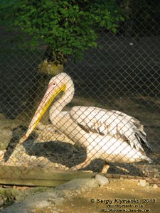 Херсонская область. Аскания-Нова. Фото. В зоопарке. Розовый пеликан (Pelecanus onocrotalus).