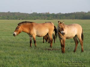 Херсонская область. Аскания-Нова. Фото. Большой Чапельский под. Лошадь Пржевальского (Equus ferus przewalskii).
