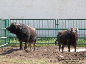 Херсонская область. Аскания-Нова. Фото. В зоопарке. Азиатский буйвол (Bubalus arnee).