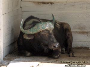 Херсонская область. Аскания-Нова. Фото. В зоопарке. Африканский буйвол (Syncerus caffer).