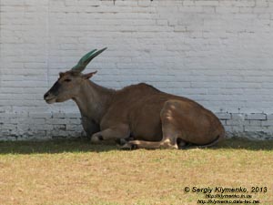 Херсонская область. Аскания-Нова. Фото. В зоопарке. Канна (Taurotragus oryx).