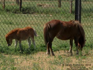 Херсонская область. Аскания-Нова. Фото. В зоопарке. Шетлендский пони (Equus caballus var.)
