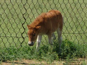 Херсонская область. Аскания-Нова. Фото. В зоопарке. Шетлендский пони (Equus caballus var.) Жеребёнок.