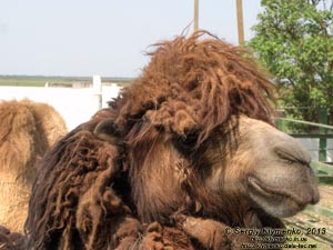 Херсонская область. Аскания-Нова. Фото. В зоопарке. Двугорбый верблюд (Camelus bactrianus).