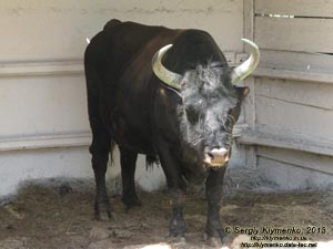 Херсонская область. Аскания-Нова. Фото. В зоопарке. Скорее всего, это - Бизонобык (Бифало),
гибрид самца американского бизона с обыкновенной коровой (Bos taurus ? Bison bison).