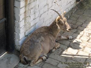 Херсонская область. Аскания-Нова. Фото. В зоопарке. Сибирский горный козёл (Capra sibirica).
