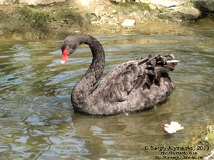 Херсонская область. Аскания-Нова. Фото. В зоопарке. Чёрный лебедь (Cygnus atratus).