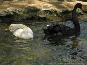 Херсонская область. Аскания-Нова. Фото. В зоопарке. Лебедь малый, или тундровый (Cygnus bewickii) и чёрный лебедь (Cygnus atratus).
