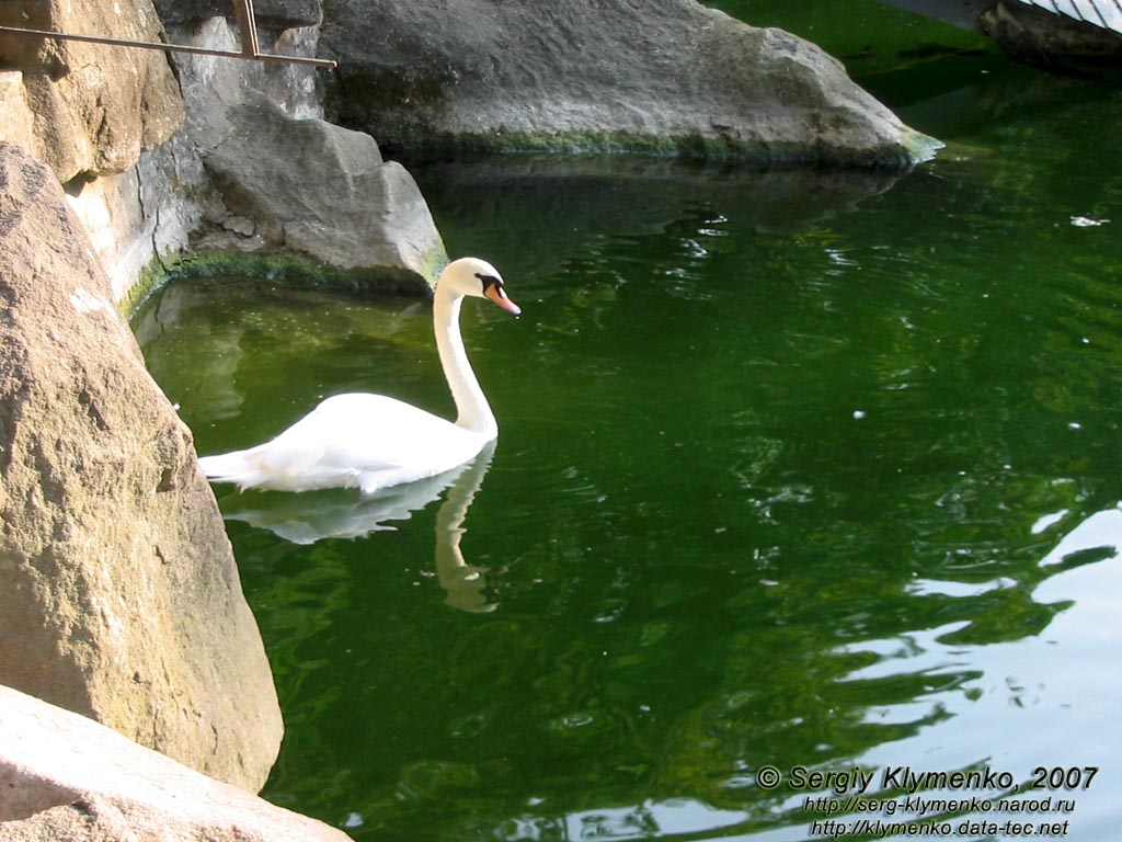 Алупка. Дворцово-парковый музей-заповедник. Верхний парк. Лебединые озера. Лебедь на озере.