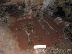 Пещера «Эмине-Баир-Хосар». Скелет пещерного медведя (?)