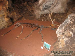 Пещера «Эмине-Баир-Хосар». Скелет северного оленя.