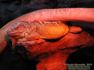 Севастополь. Фото. Аквариум-музей. Игуана обыкновенная - Iguana iguana.