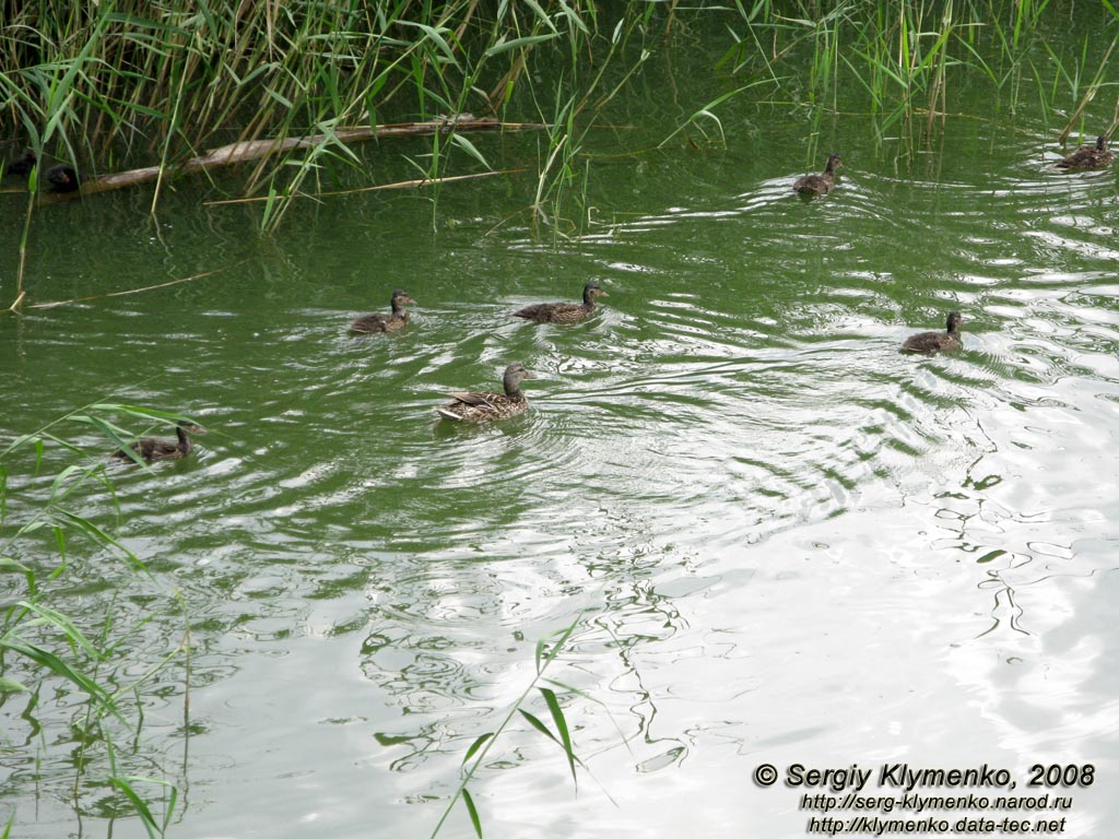 Фото Донецка. Утки с утятами на воде.