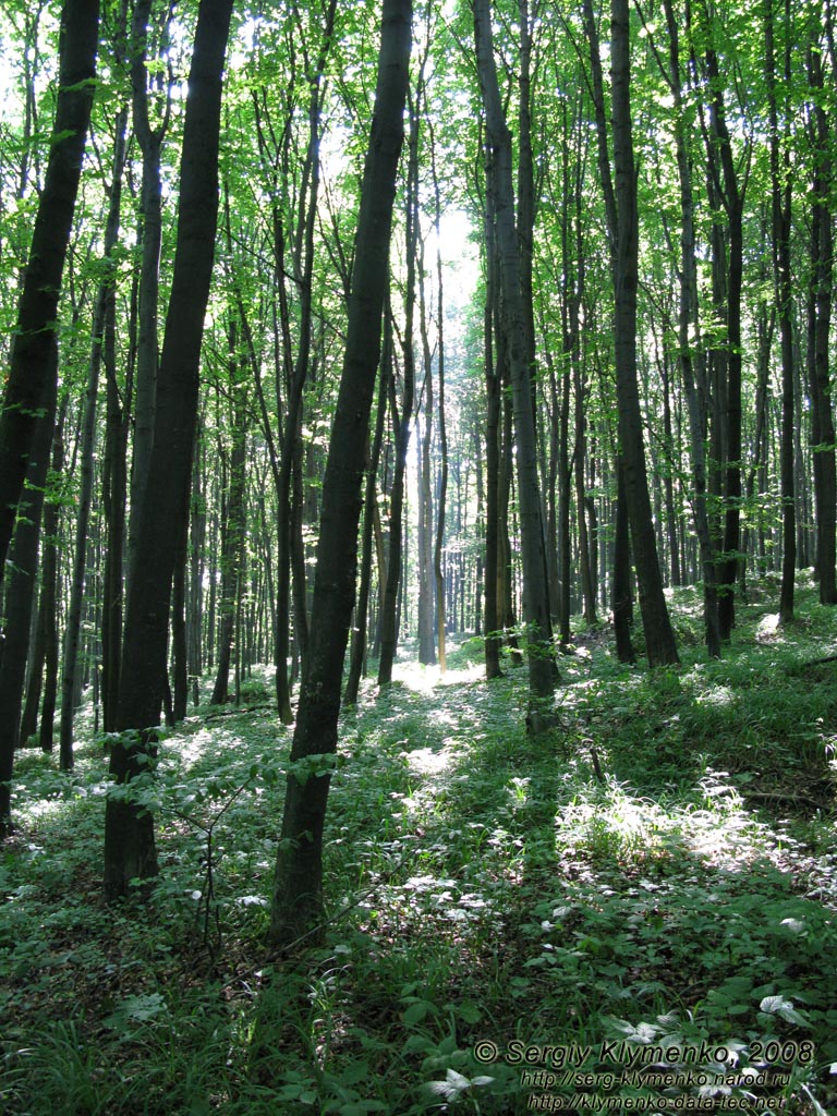 Ивано-Франковская область. Карпатские пейзажи. Фото. Игра лучей солнца в лесу летом.