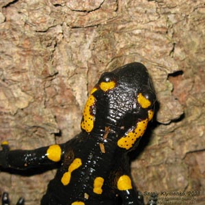Ивано-Франковская область. Карпаты. Фото. Огненная саламандра или пятнистая саламандра, обыкновенная саламандра (Salamandra salamandra).