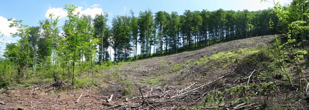 Ивано-Франковская область. А тут массово и незаконно рубили лес (неподалеку от Яблунова)... Ужасно!