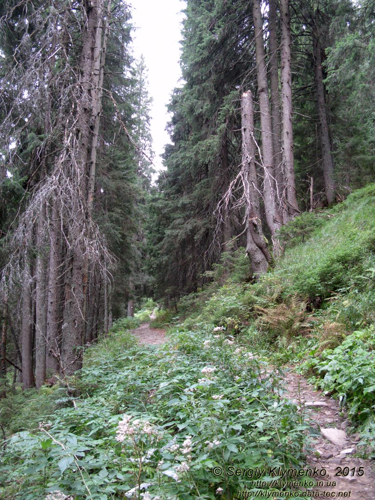 Фото Карпат, Ивано-Франковская область. Тропой к озеру «Несамовите». Вверх через лес на склоне горы Данцер.