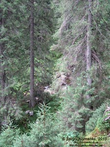 Фото Карпат, Ивано-Франковская область. Тропой к озеру «Несамовите». Вверх через лес на склоне горы Данцер.