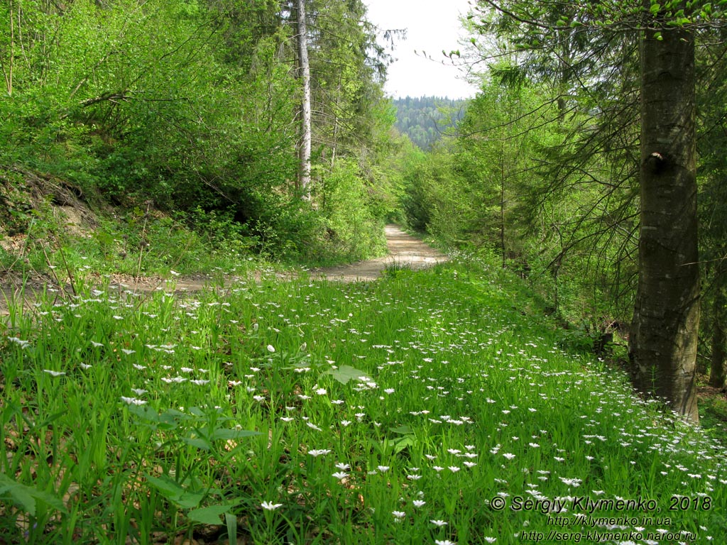 Закарпатская область, возле села Нижний Студёный. Фото. Одна из дорог, ведущих к озеру Хащованское («Озеро Вита»).