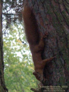 Волынь, Шацкий национальный природный парк. Фото. Обыкновенная белка (Sciurus vulgaris) на дереве.