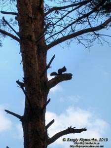 Волынь, Шацкий национальный природный парк. Фото. Обыкновенная белка (Sciurus vulgaris) на дереве.