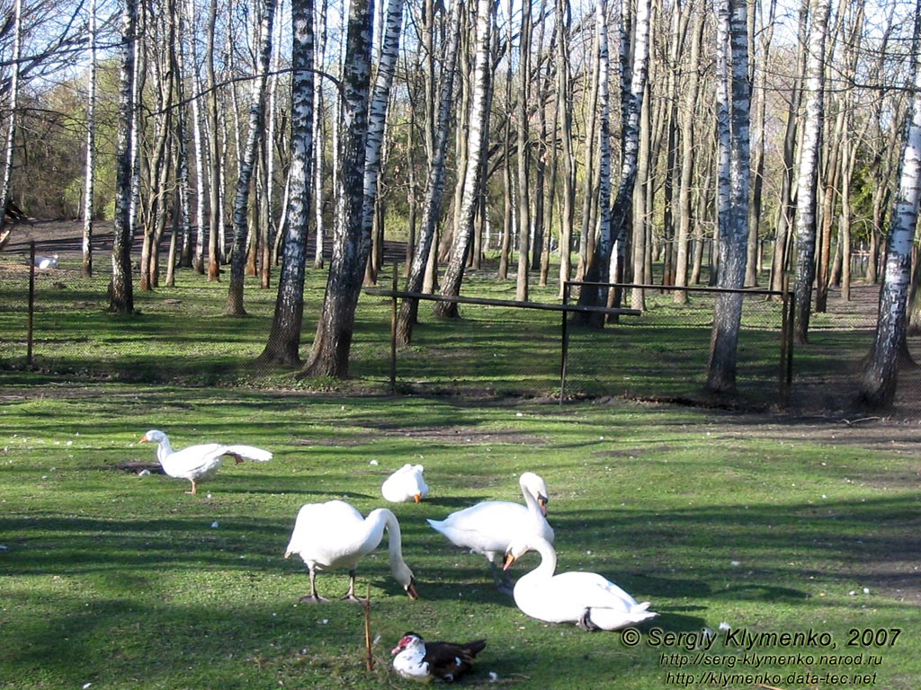Тернополь. Парк "Топильче". Лебеди, гуси и утки.