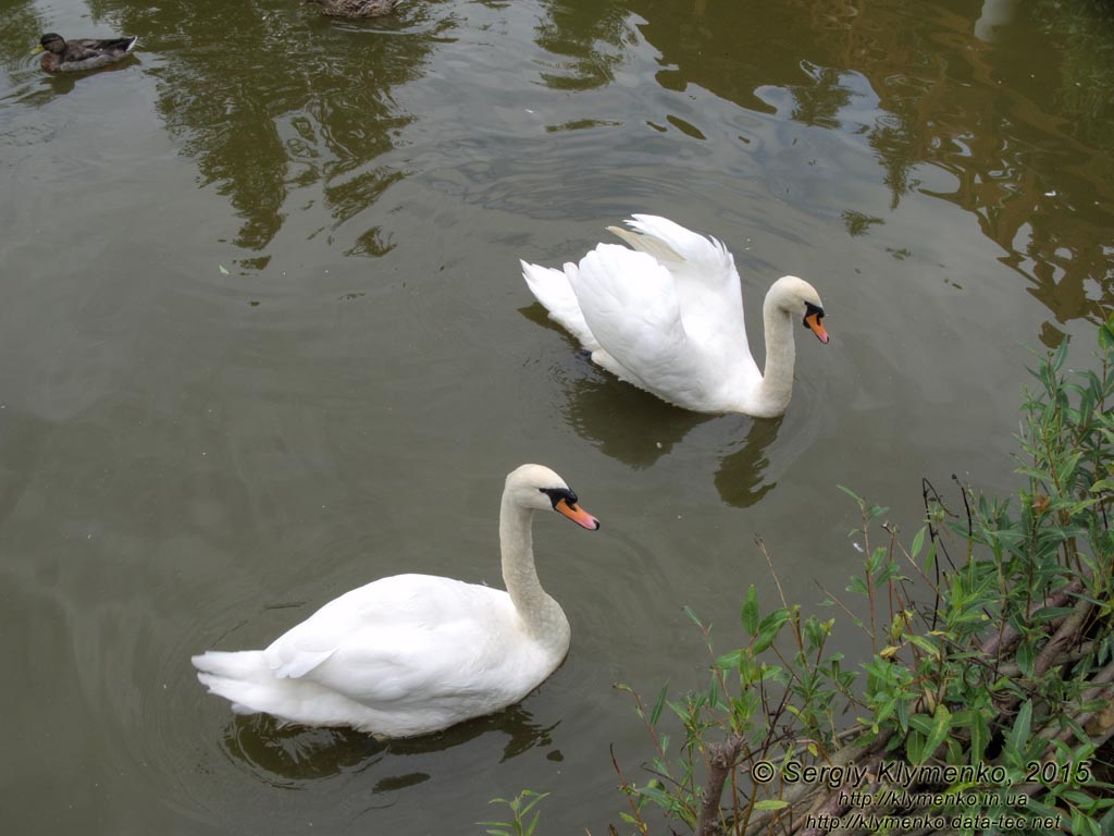 Фото Карпат, Ивано-Франковская область. Яремче. Лебеди (Cygnus olor) на пруду возле вольерного хозяйства.
